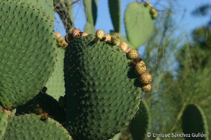 Opuntia spinulifera fr. Enrique Sanchez Gullon 2